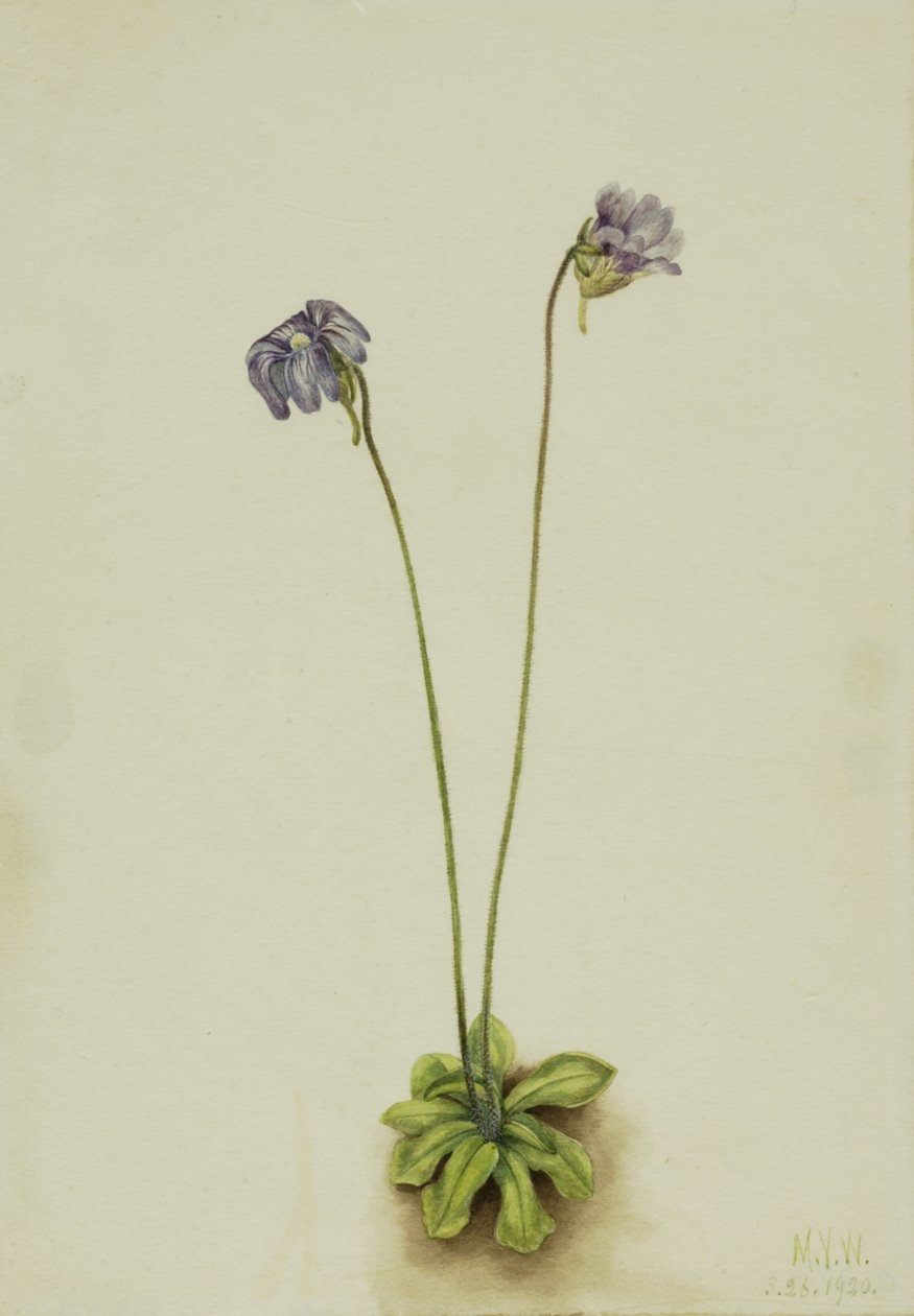 بيربل باتروورت Pinguicula elatior ، 1920. بواسطة ماري فو والكوت