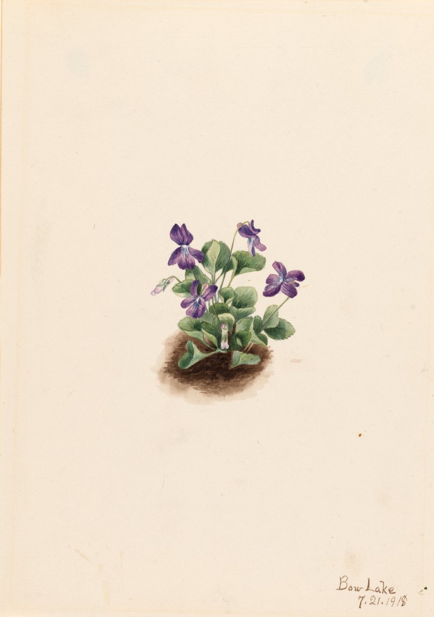 الجبل الأرجواني البنفسجي فيولا أدونكا ، 1918. بواسطة ماري فو والكوت