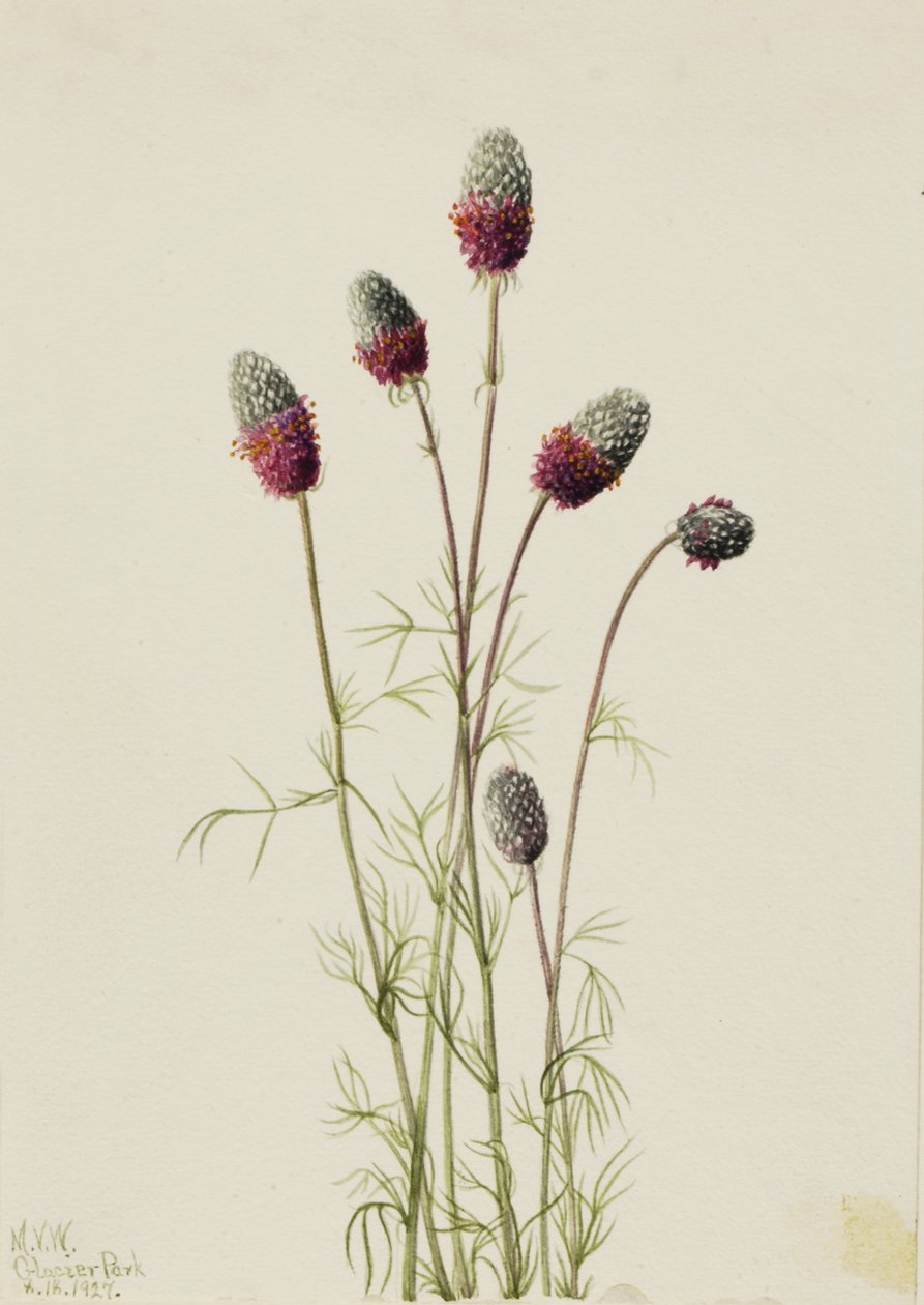 بيربل برايريكلوفر Petalostemon purpureum ، 1927 بواسطة ماري فو والكوت