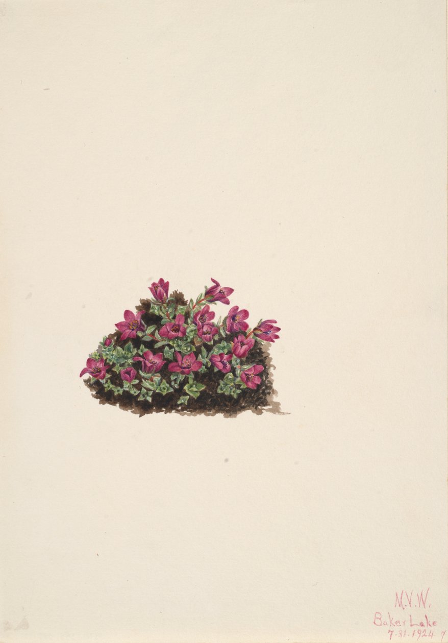 أرجواني Saxifrage Saxifraga Oppitifolia ، 1924. بواسطة ماري فو والكوت