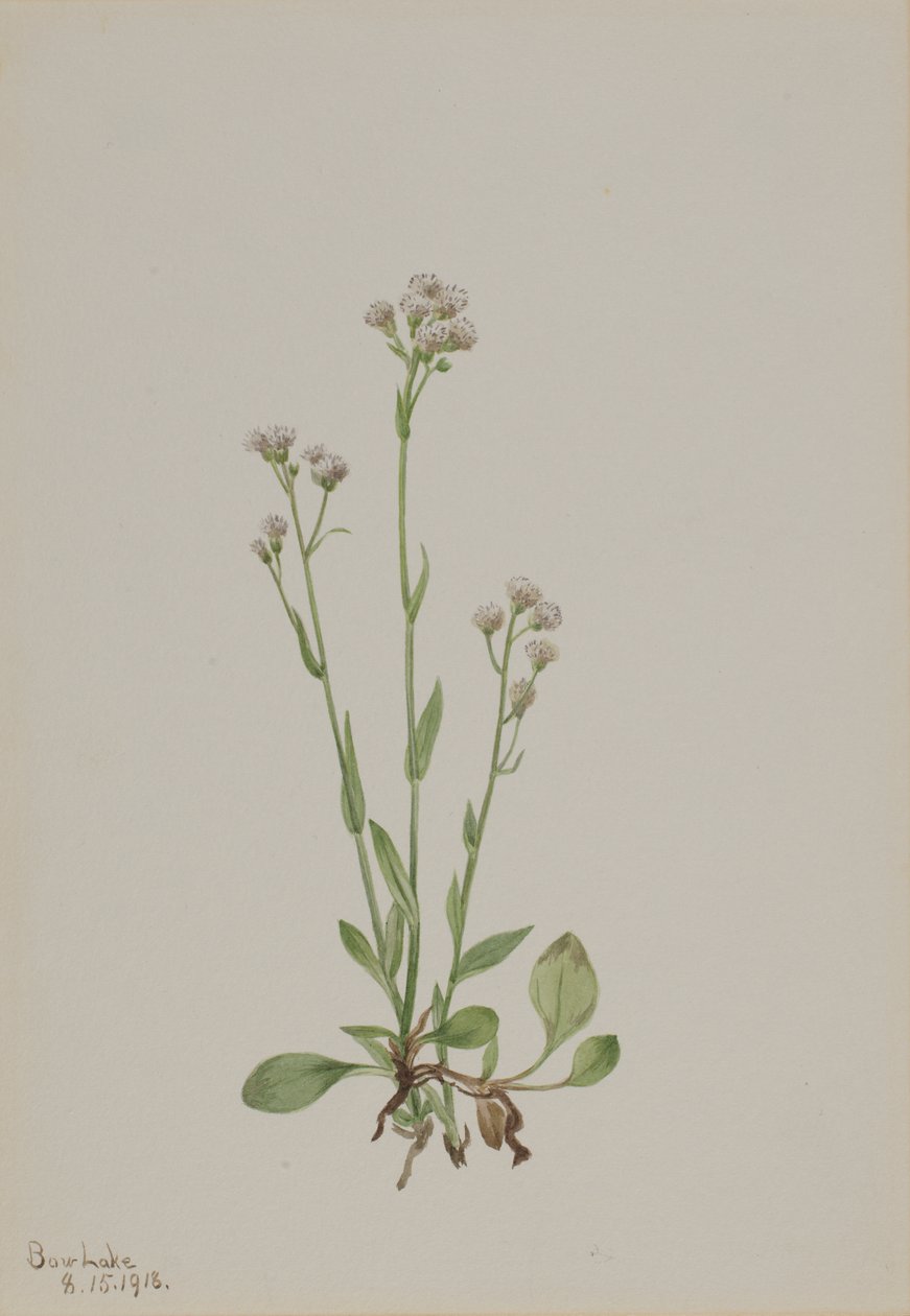 الهرة أصابع Antennaria racemosa ، 1918. بواسطة ماري فو والكوت