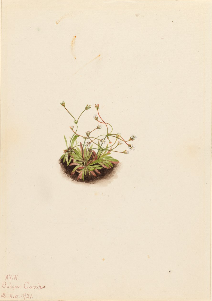 قزم Androsace Androsace subumbellata ، 1921. بواسطة ماري فو والكوت