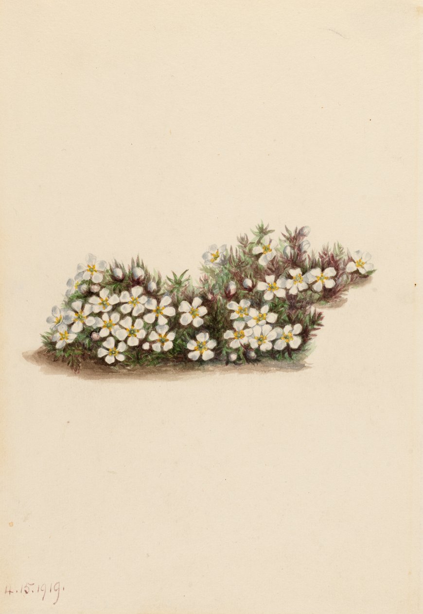 Pyxie Pyxidanthera barbulata ، 1919. بواسطة ماري فو والكوت