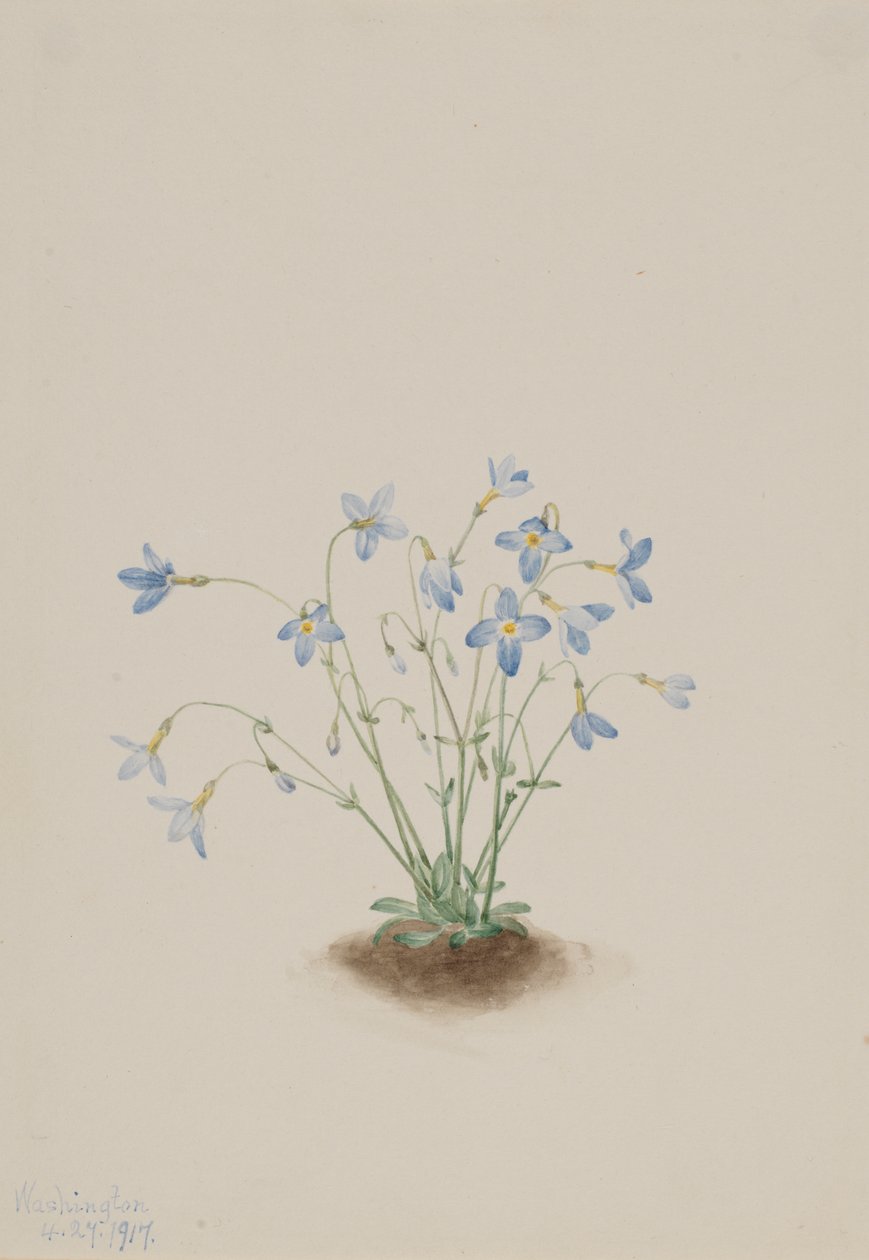 Quakerladies Houstonia caerulea ، 1917. بواسطة ماري فو والكوت