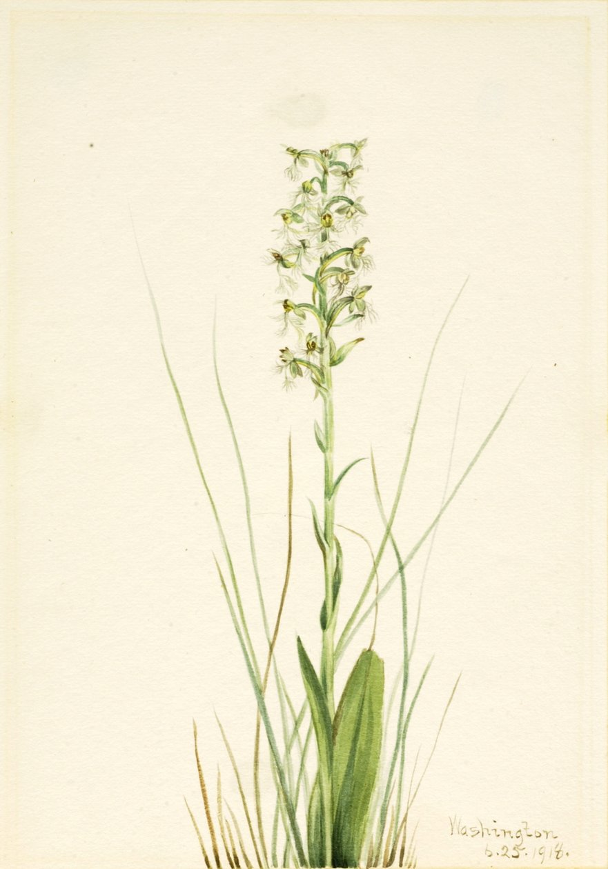 Ragged Fringe-orchid Habenaria lacera ، 1918. بواسطة ماري فو والكوت