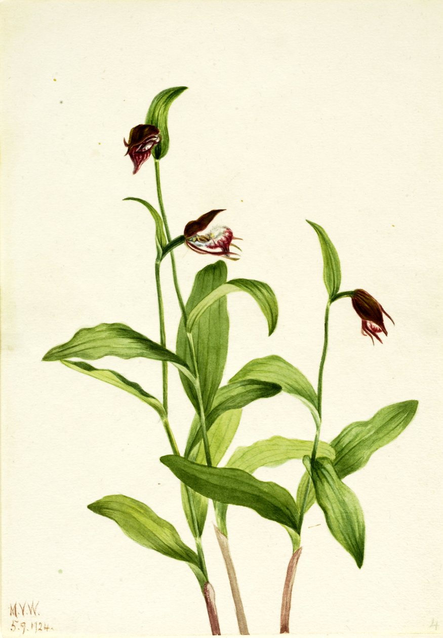 Ramshead Lady's Slipper Cypripedium arietinum ، 1924. بواسطة ماري فو والكوت