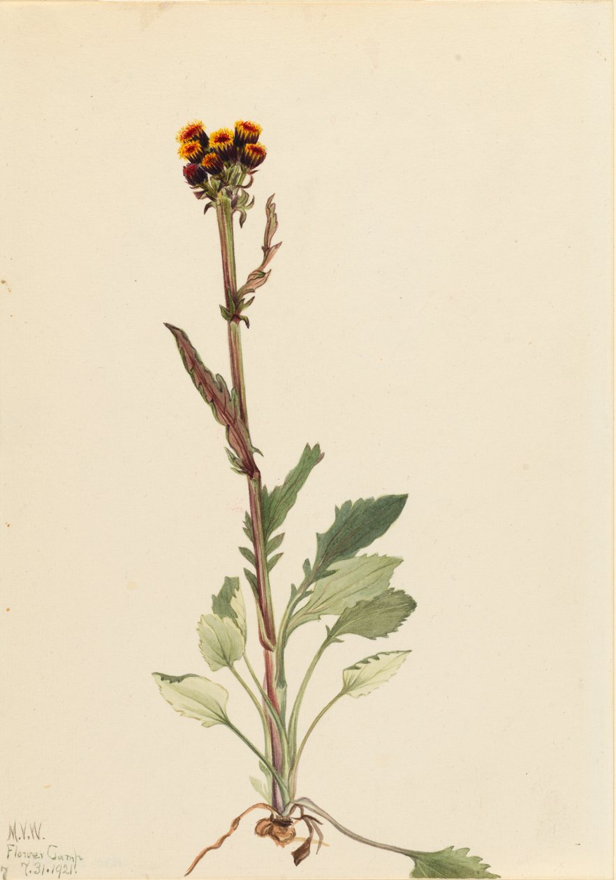 Rayless Groundsel Senecio pauciflorus ، 1921. بواسطة ماري فو والكوت