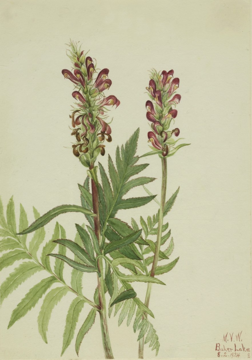 Red-Helmet Pedicularis bracteosa ، 1924. بواسطة ماري فو والكوت