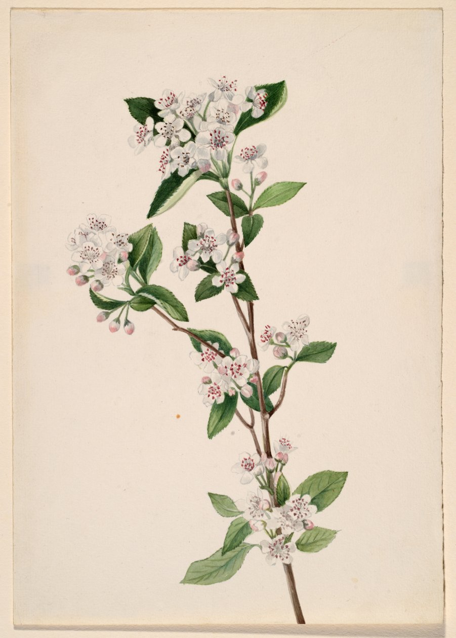 أحمر Chokeberry Aronia arbutifolia ، كاليفورنيا. عشرينيات القرن الماضي. بواسطة ماري فو والكوت