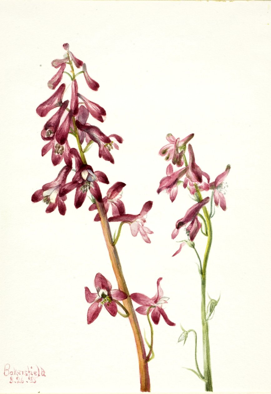 الأحمر Larkspur Delphinium nudicale ، 1935. بواسطة ماري فو والكوت