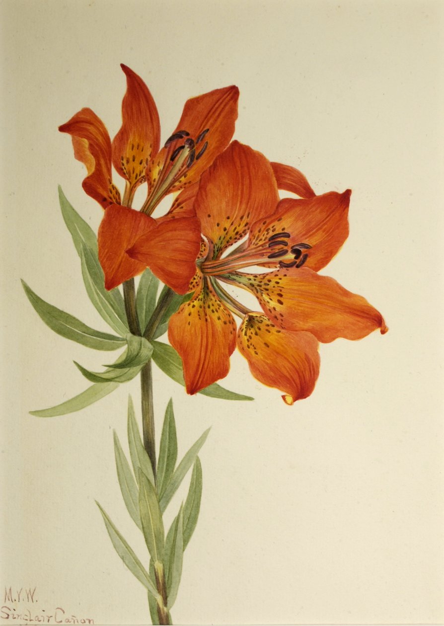 الزنبق الأحمر Lilium montanum ، 1923. بواسطة ماري فو والكوت