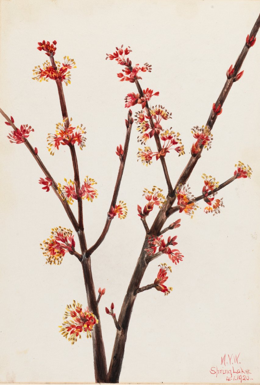 الأحمر القيقب Acer rubrum ، 1920. بواسطة ماري فو والكوت
