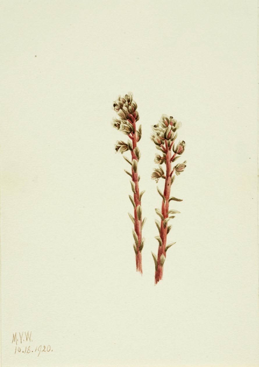 الأحمر Pinesap Hypopitys lanuginosa ، 1920. بواسطة ماري فو والكوت