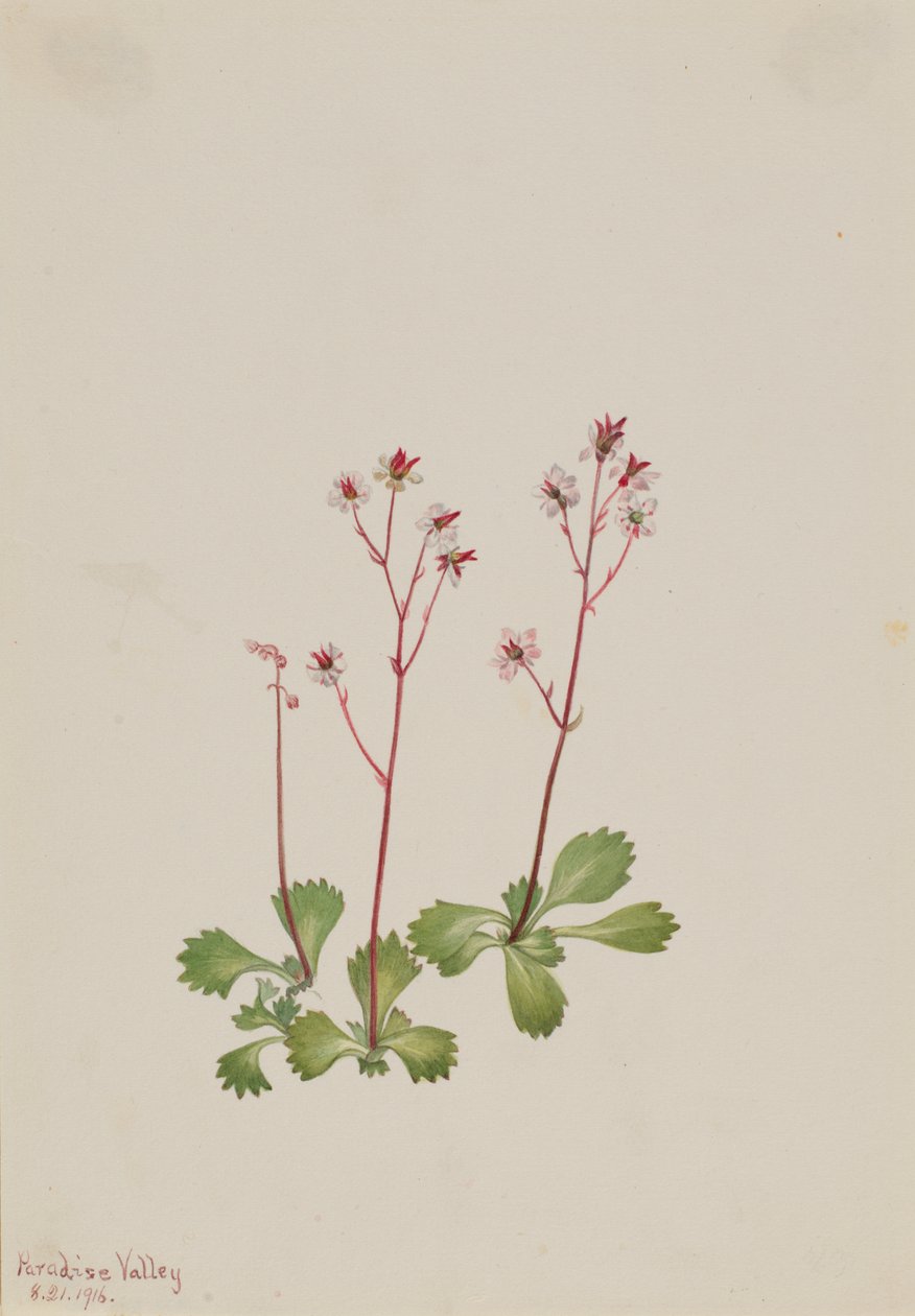Redstem Saxifrage Saxifraga lyallii ، 1916. بواسطة ماري فو والكوت