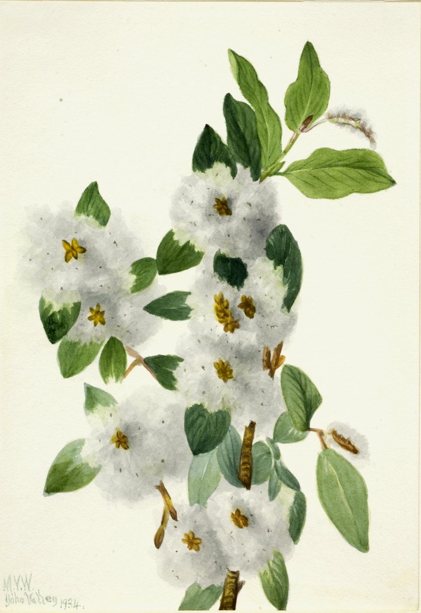 صخرة الصفصاف Salix vestita ، 1934. بواسطة ماري فو والكوت