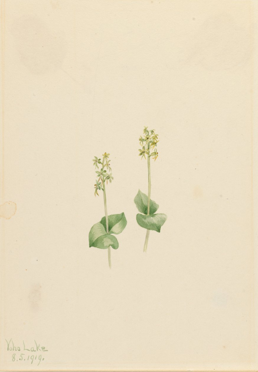 روكي ماونتن Twayblade Ophrys necrophylla ، 1919. بواسطة ماري فو والكوت