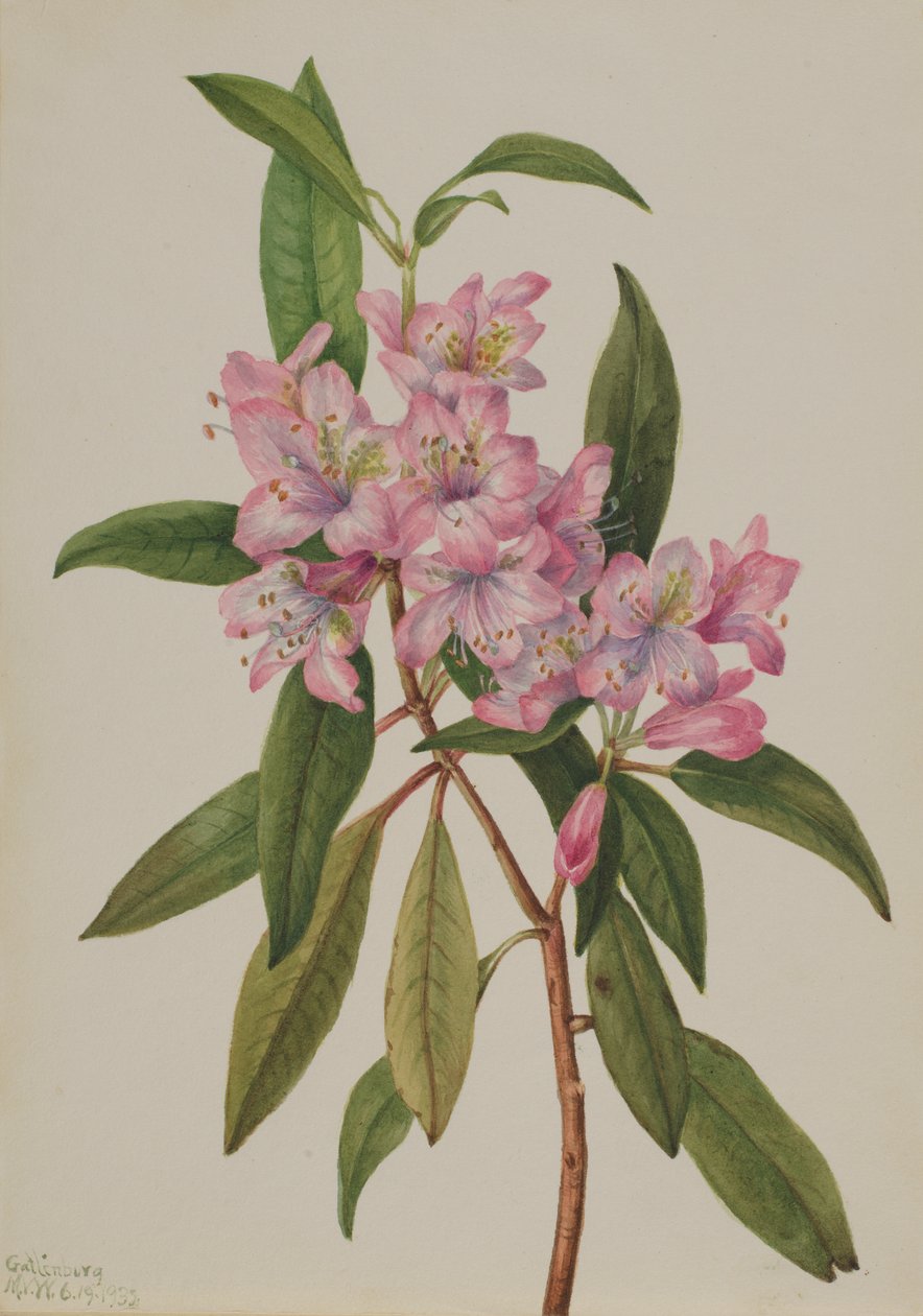 روز باي Rhododendron Rhododendron carolinianum ، 1932. بواسطة ماري فو والكوت