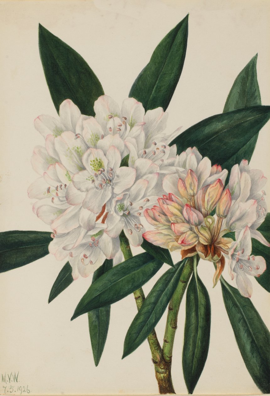 Rosebay Rhododendron Rhododendron كحد أقصى ، 1926. بواسطة ماري فو والكوت