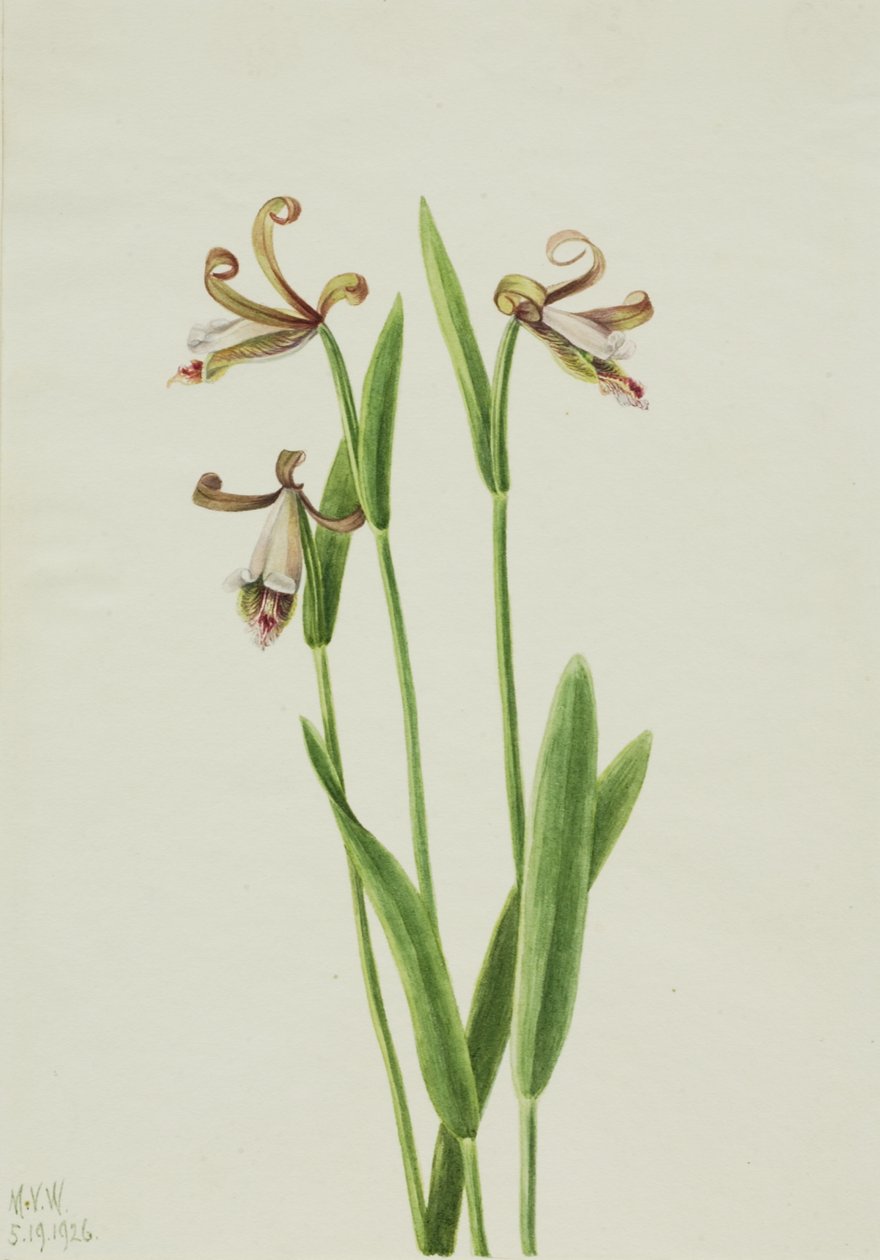Rosebud Orchid Pogonia divaricata ، 1926. بواسطة ماري فو والكوت