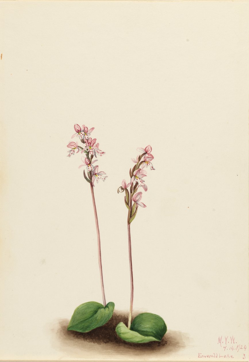 Roundleaf Orchis Orchis rotundifolia ، 1924. بواسطة ماري فو والكوت