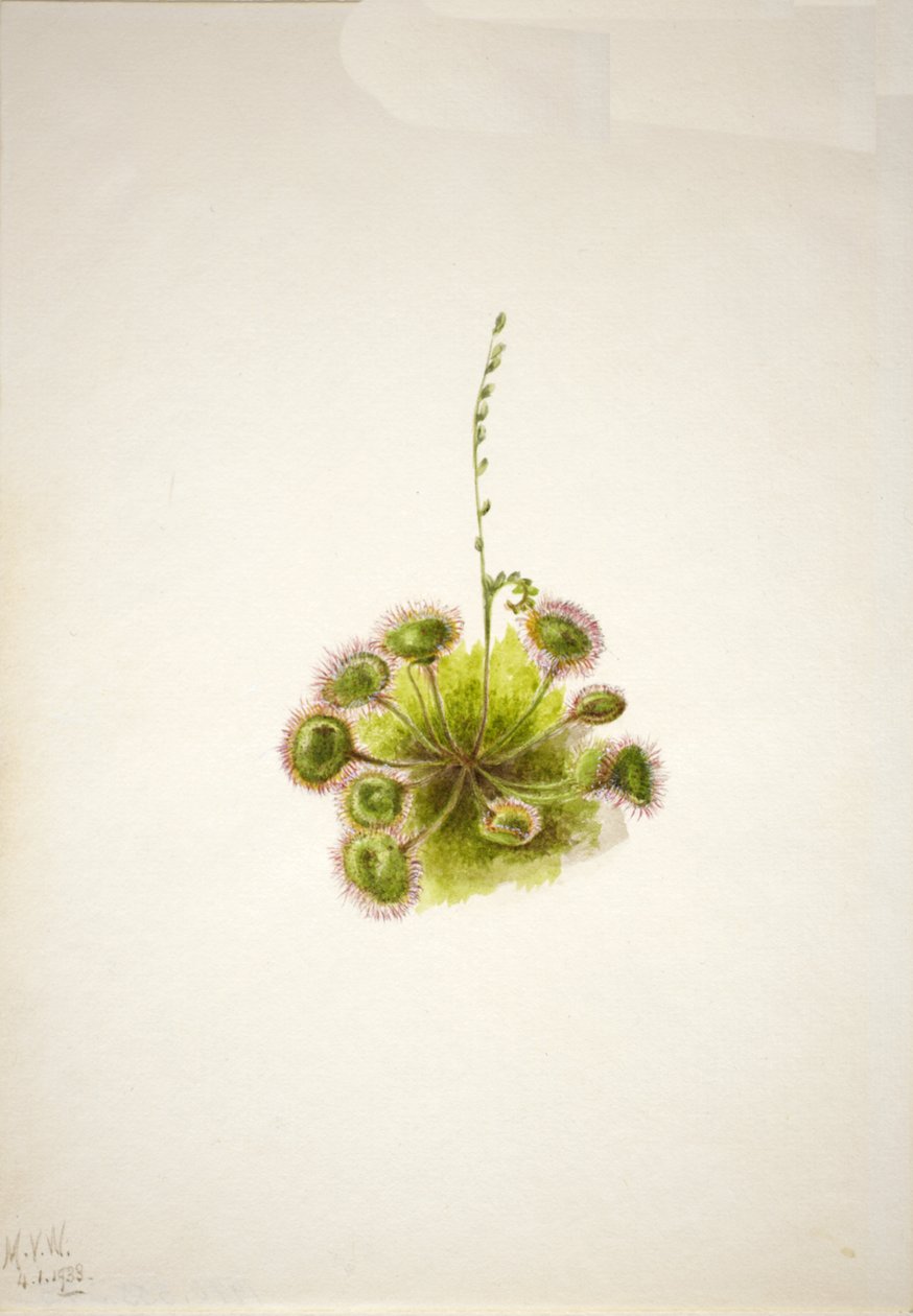Roundleaf Sundew Drosera rotundifolia ، 1933. بواسطة ماري فو والكوت