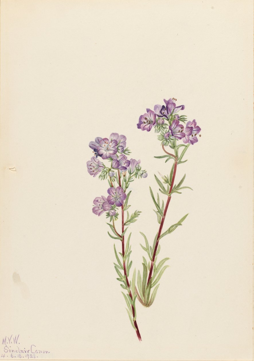 Sand Phacelia Phacelia linearis، 1923. بواسطة ماري فو والكوت