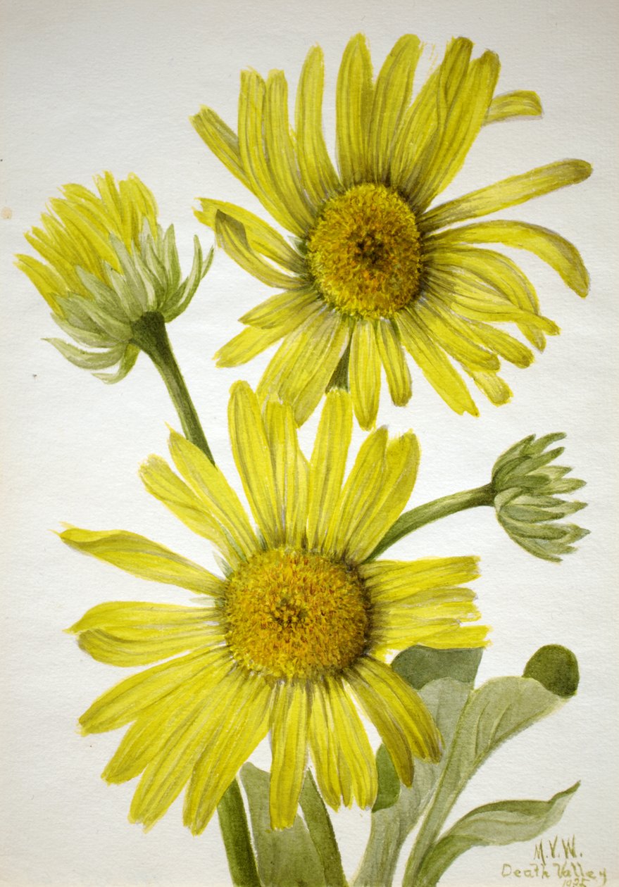 Satinleaf Goldenhead Enceliopsis covillei ، 1935. بواسطة ماري فو والكوت