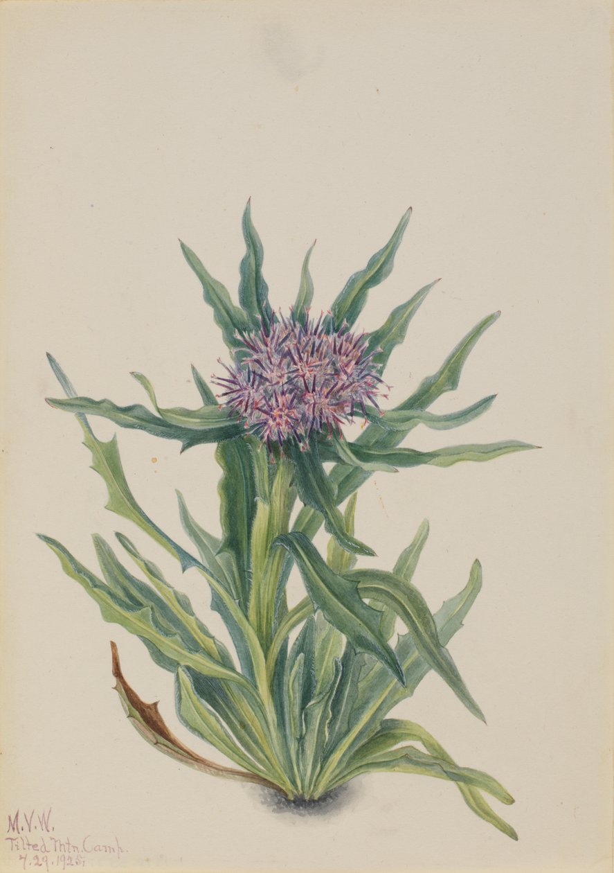 Saussurea Saussurea densa ، 1925. بواسطة ماري فو والكوت