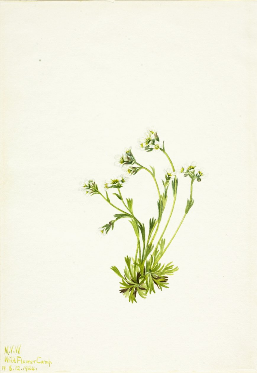 Saxifrage Saxifraga caespitosa ، 1924. بواسطة ماري فو والكوت