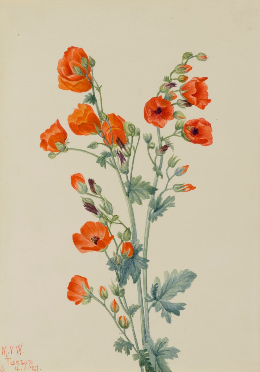 القرمزي الكرة الأرضية الملوخية Sphaeralcea غروسولاريايفوليا ، 1927 بواسطة ماري فو والكوت