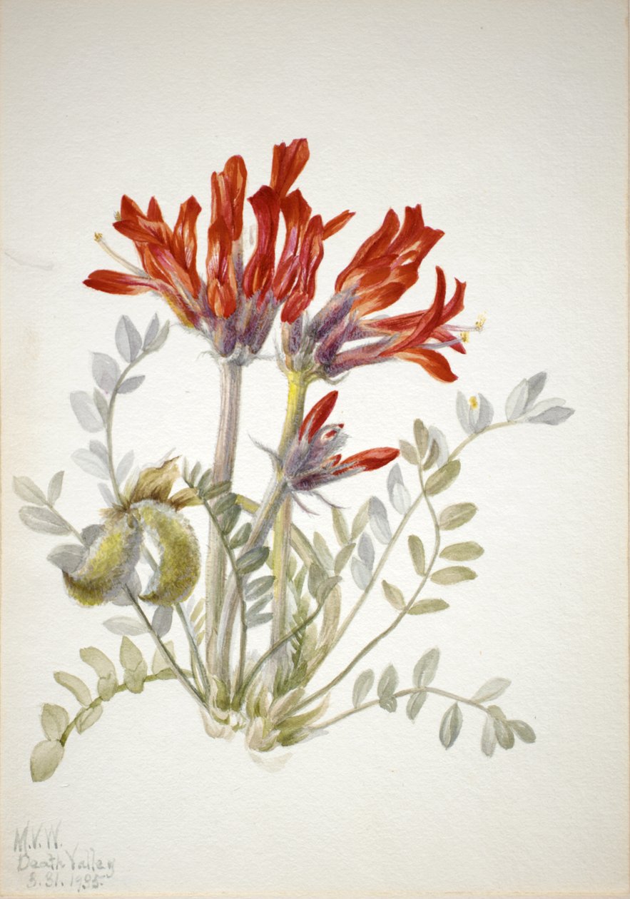 القرمزي لوكو استراغالوس coccineus ، 1935. بواسطة ماري فو والكوت