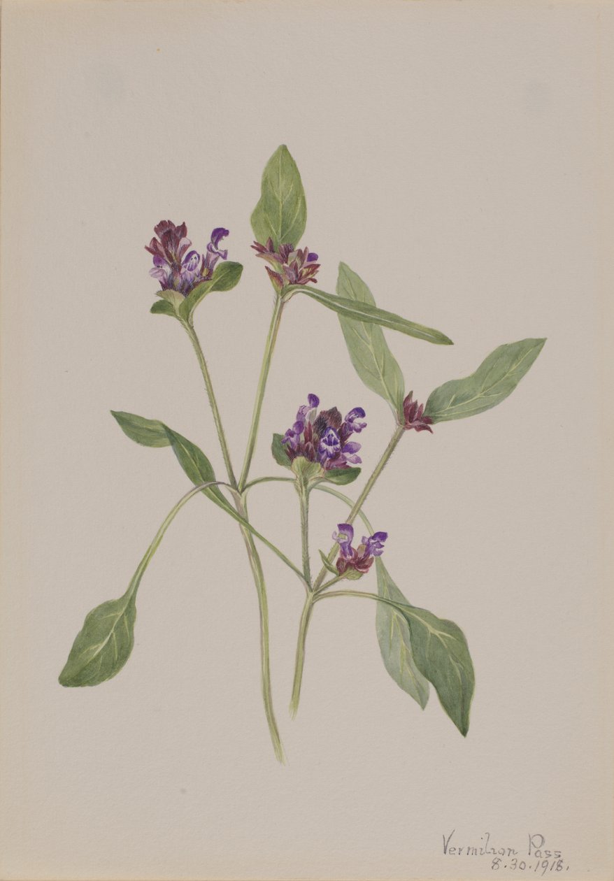الشفاء الذاتي Prunella vulgaris ، 1918. بواسطة ماري فو والكوت