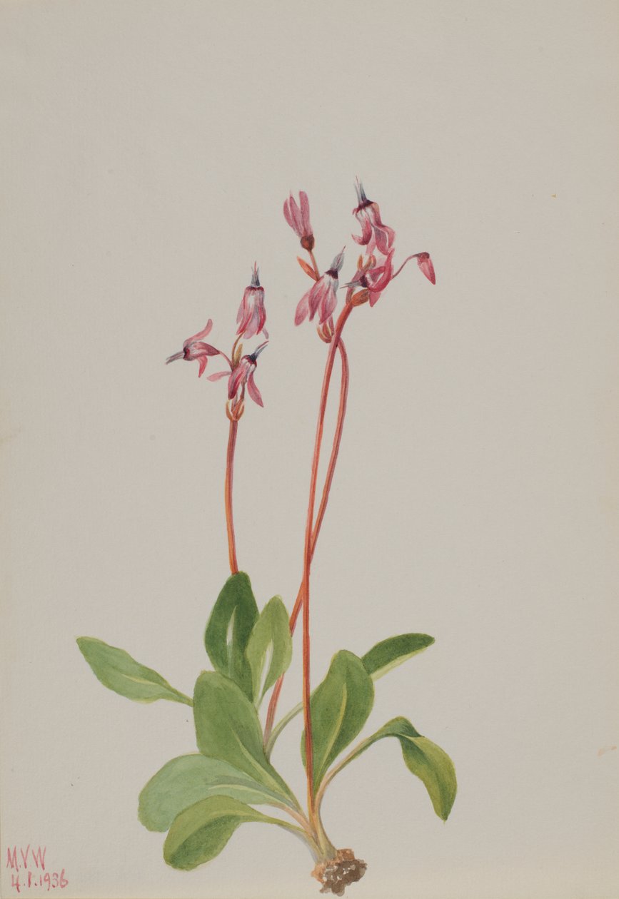 شهاب النجم Dodecatheon hendersonii ، 1936. بواسطة ماري فو والكوت