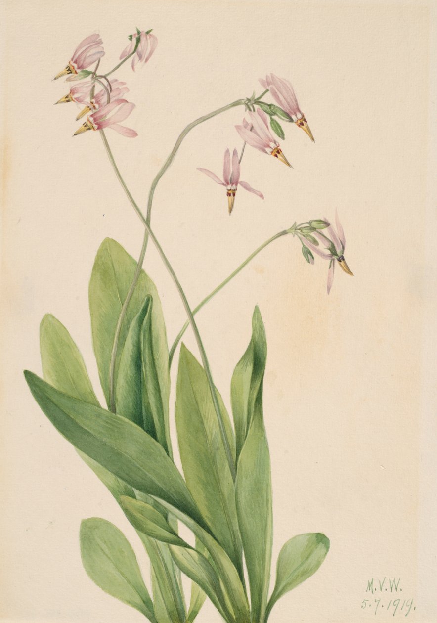 شهاب نجم Dodecatheon meadia ، 1919. بواسطة ماري فو والكوت