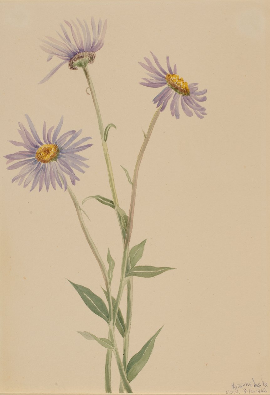 مبهرج Fleabane Erigeron salsuginosus ، 1902 بواسطة ماري فو والكوت