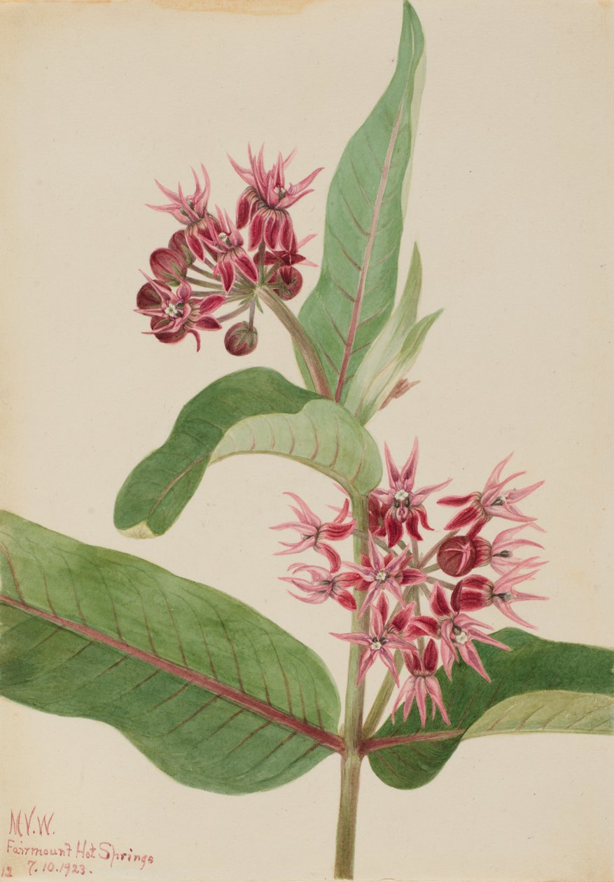 Showy Milkweed Asclepias speciosa ، 1923. بواسطة ماري فو والكوت