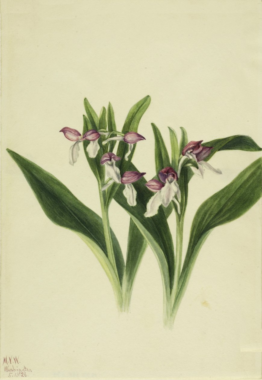 Showy Orchis Orchis Spectabilis ، 1926. بواسطة ماري فو والكوت