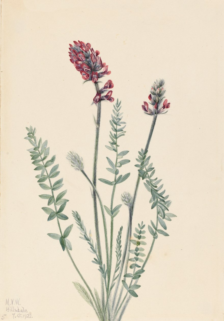 مبهرج Oxytrope Oxytropis ، 1922. بواسطة ماري فو والكوت