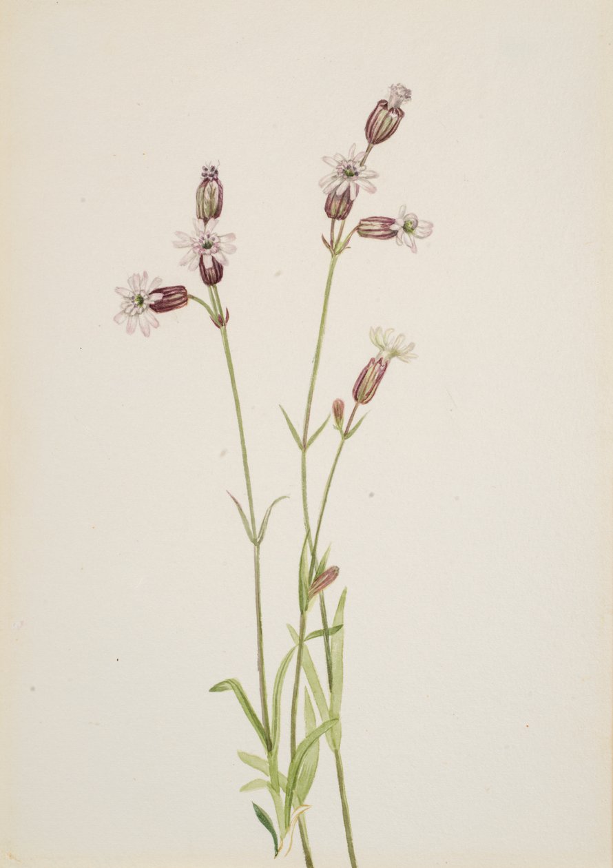 Silene multicaulis ، كاليفورنيا. 1900-1920. بواسطة ماري فو والكوت