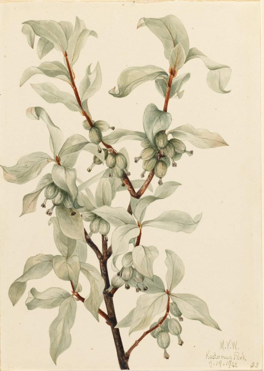 سيلفربيري Elaeagnus sp. ، 1922. بواسطة ماري فو والكوت