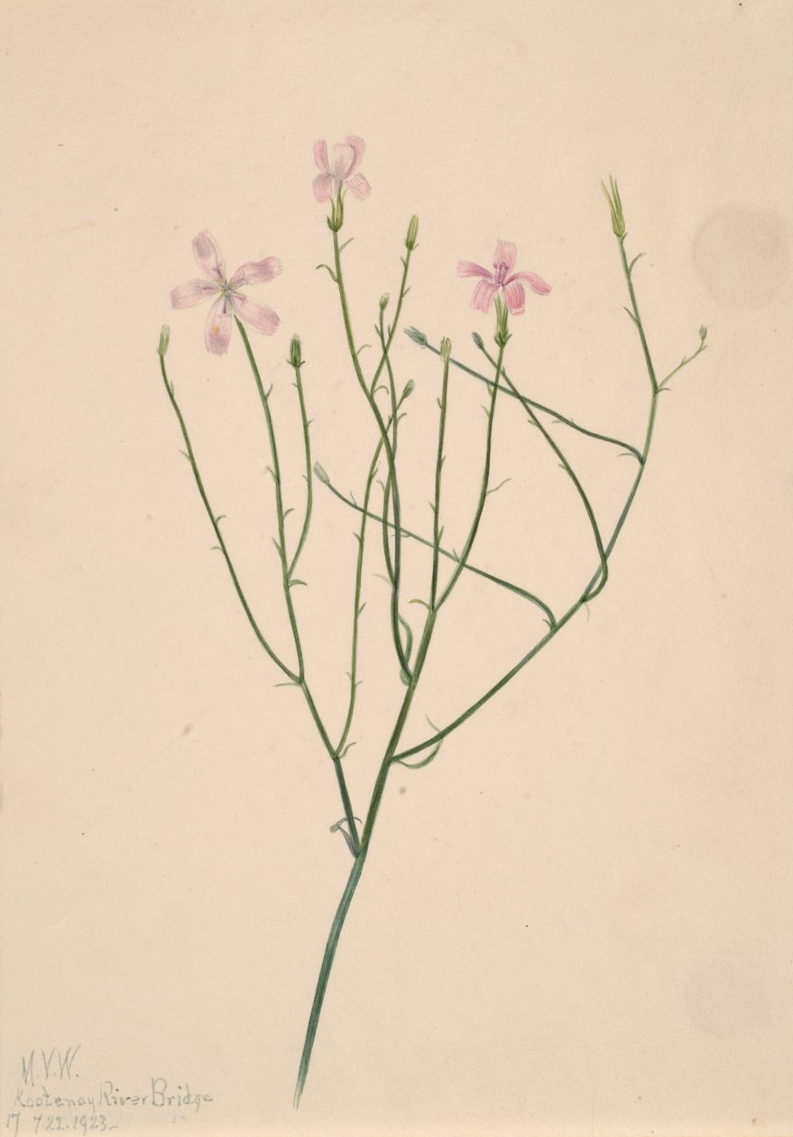 زهرة الهيكل العظمي Lygodesmia juncea ، 1923. بواسطة ماري فو والكوت