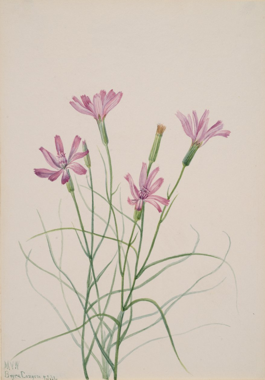 هيكل عظمي الأعشاب Lygodesmia grandiflora ، 1931. بواسطة ماري فو والكوت