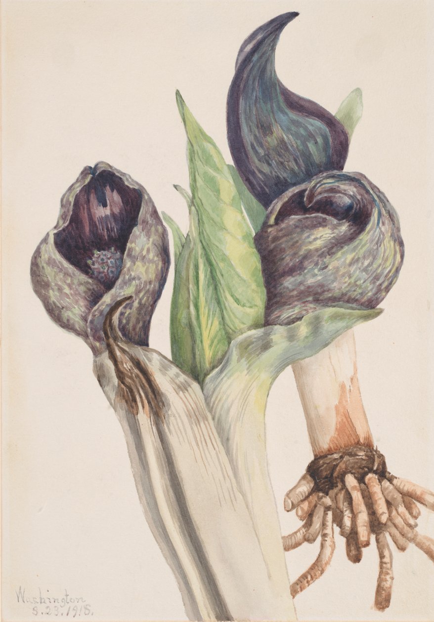 الظربان الملفوف Spathyema foetida ، 1918. بواسطة ماري فو والكوت