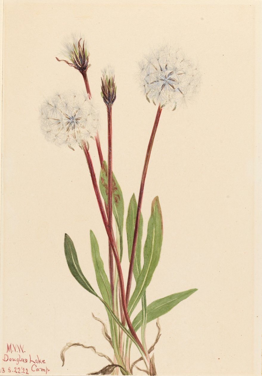 مرهف Agoseris Agoseris gracilens ، 1922. بواسطة ماري فو والكوت