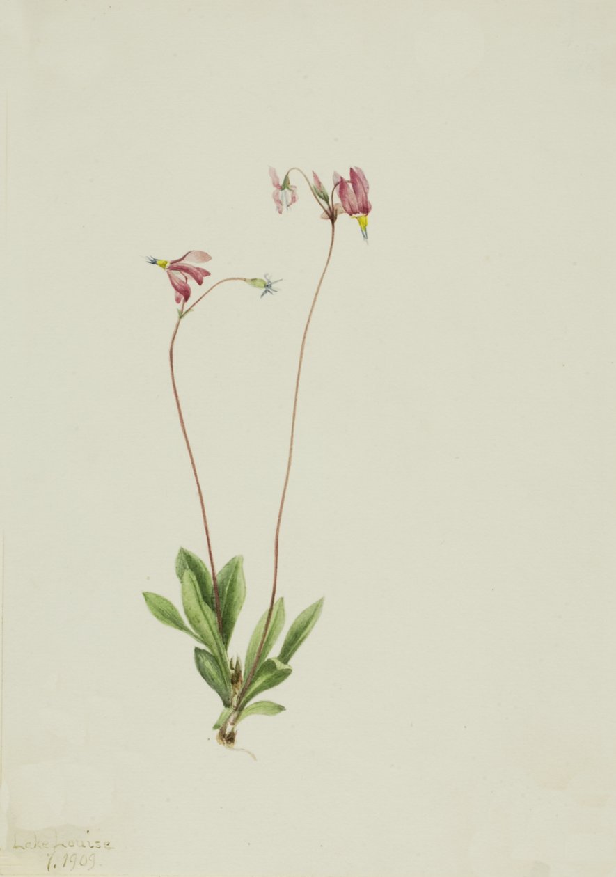 Slender Shootingstar Dodecatheon pauciflorum ، 1909. بواسطة ماري فو والكوت