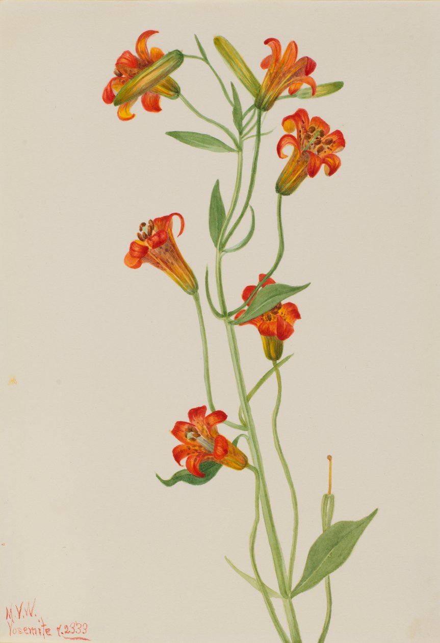 النمر الصغير ليلي Lilium parvum ، 1933. بواسطة ماري فو والكوت