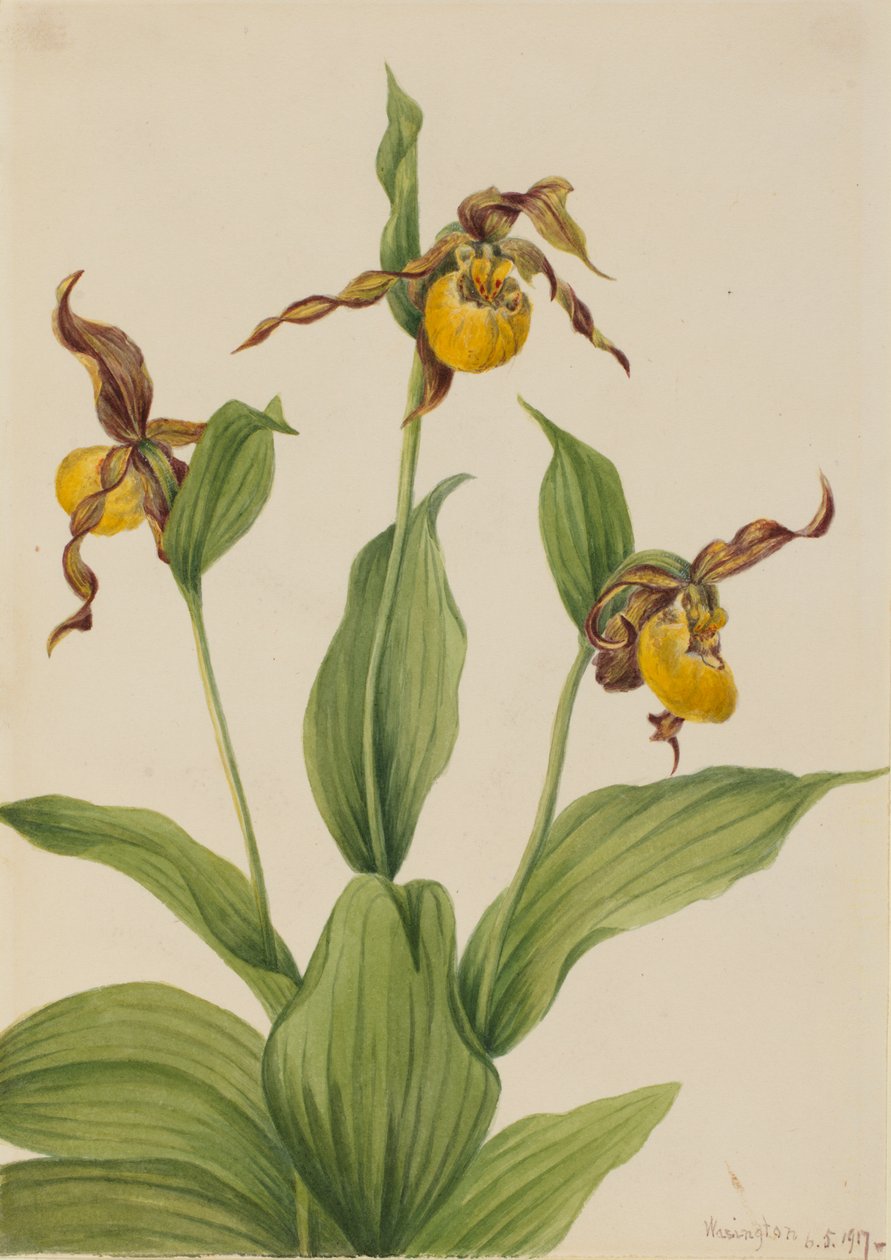 صغير Ladyslipper أصفر Cypripedium parviflorum ، 1917. بواسطة ماري فو والكوت