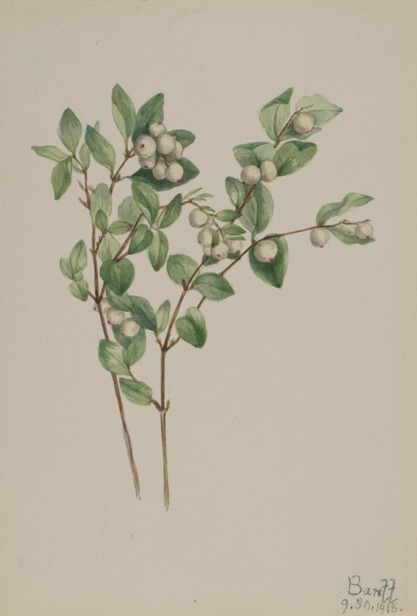 Snowberry Symphoricarpos albus ، 1918. بواسطة ماري فو والكوت