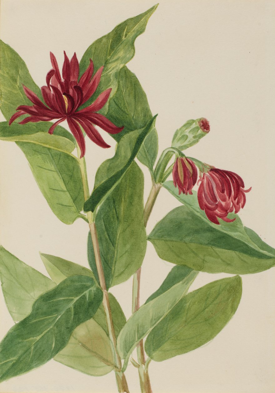 Spicebush Calycanthus occidentalis ، أوائل الثلاثينيات. بواسطة ماري فو والكوت