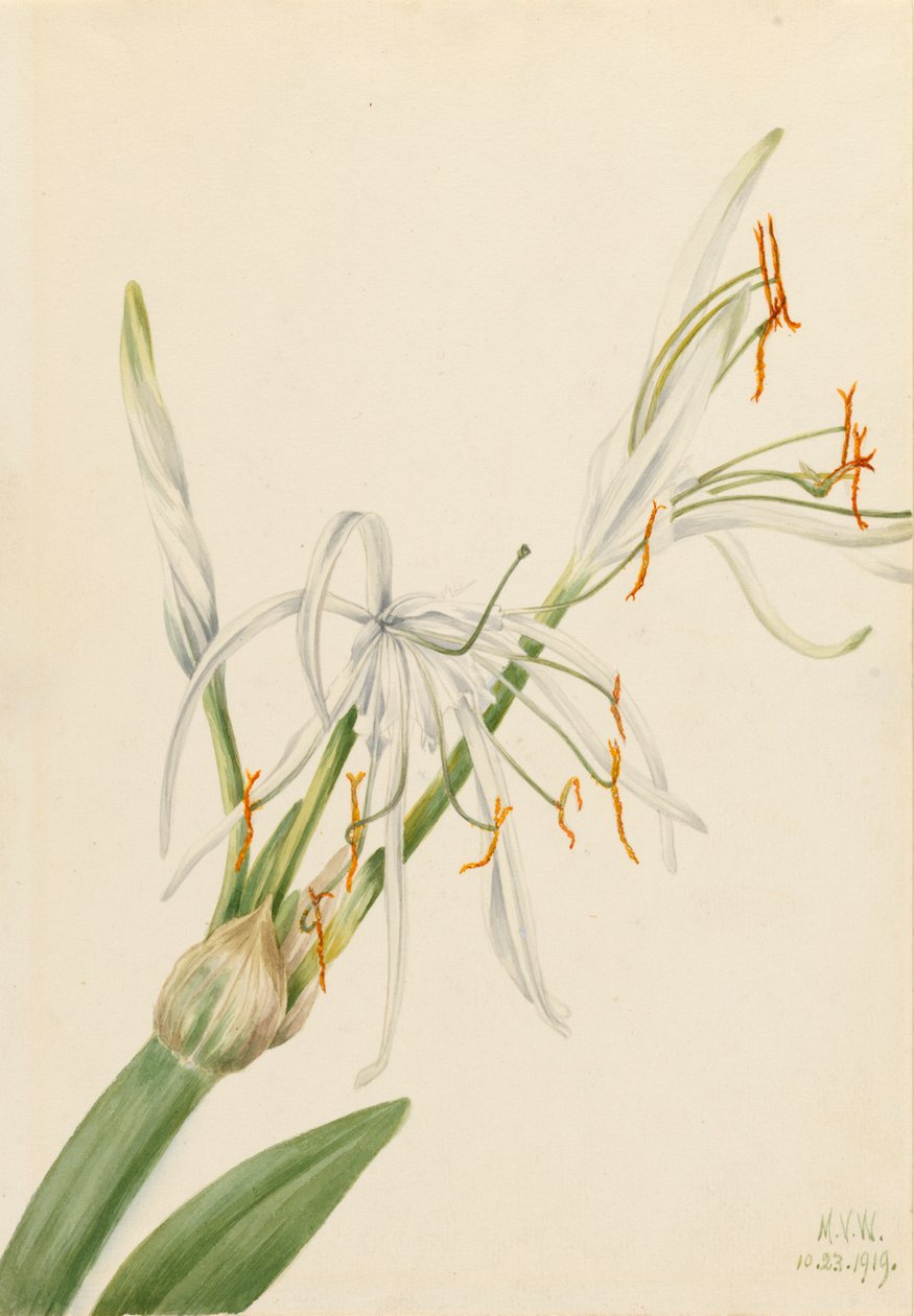 العنكبوت ليلي Hymenocallis روتاتا ، 1919. بواسطة ماري فو والكوت